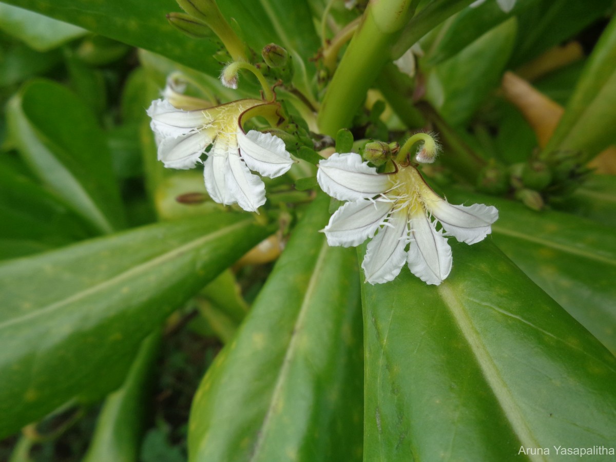 Scaevola taccada (Gaertn.) Roxb.